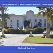Lisa Abraham: 2017 Kuwait International Arabian Horse Festival~All Nations Cup Straight Egyptians 