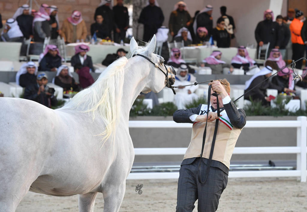 Senior Mare Silver Champion: Maysuna Guasimo (Al Adeed Al Shaqab X Najib Guasimo)  