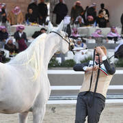 Senior Mare Silver Champion: Maysuna Guasimo (Al Adeed Al Shaqab X Najib Guasimo)  