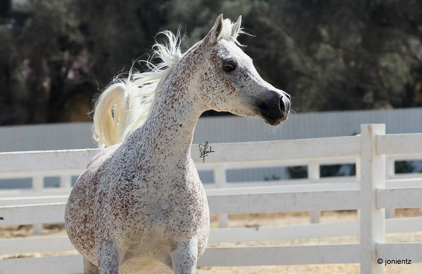 photo by Joanna Jonientz