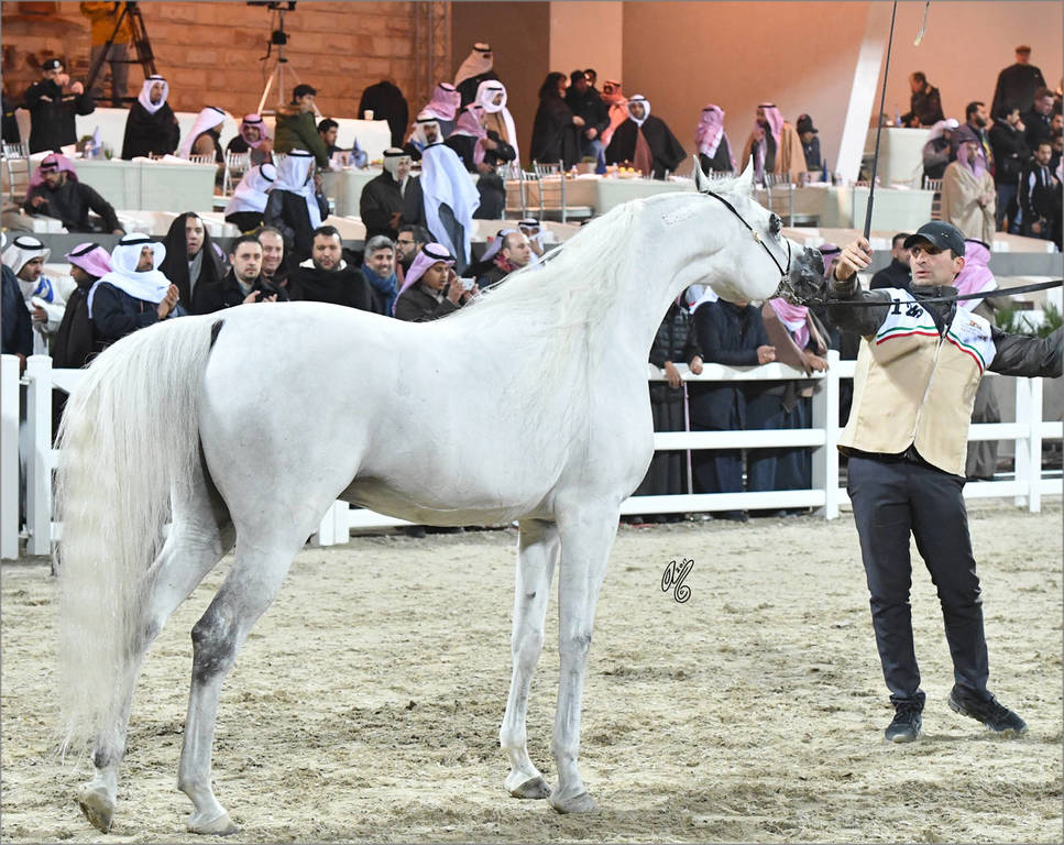 Senior Stallion Gold Champion: Adham Saqr (Imperial Madori X Ameera Saqr)