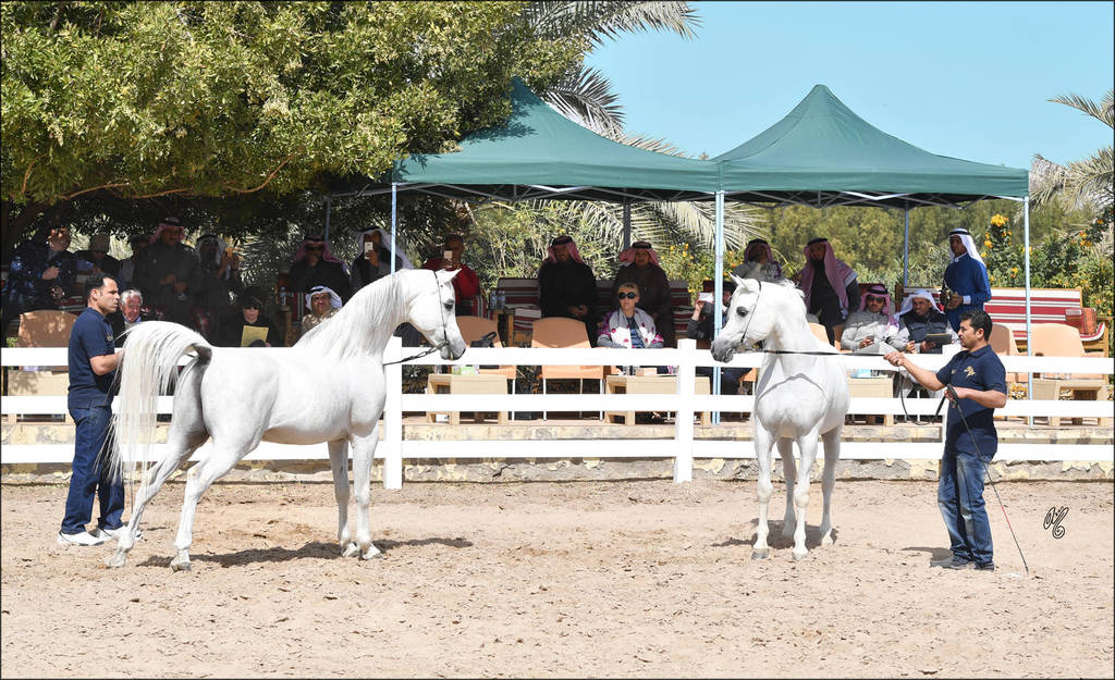 Al Raya & Al Sharq Stud