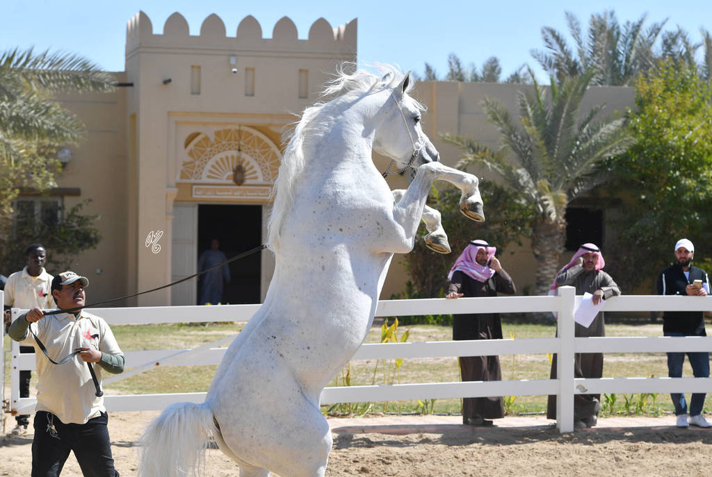 Lisa Abraham: 2017 Kuwait International Arabian Horse Festival~All Nations Cup Straight Egyptians 