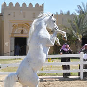 Lisa Abraham: 2017 Kuwait International Arabian Horse Festival~All Nations Cup Straight Egyptians 
