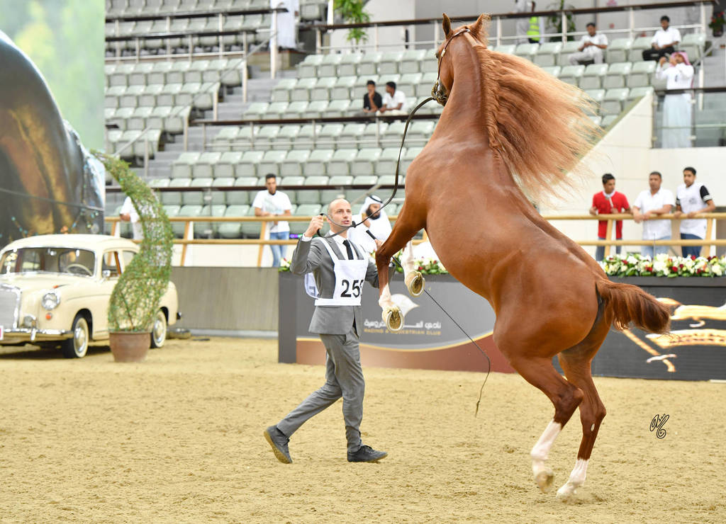 Senior Stallion Gold Champion: Abha Qatar (Marwan Al Shaqab X ZT Ludjkalba)