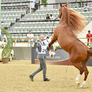 Senior Stallion Gold Champion: Abha Qatar (Marwan Al Shaqab X ZT Ludjkalba)