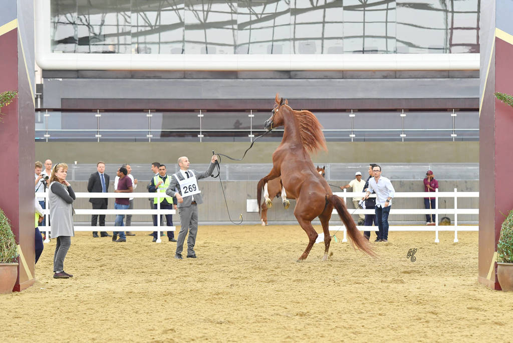 Senior Stallion Gold Champion: Abha Qatar (Marwan Al Shaqab X ZT Ludjkalba)