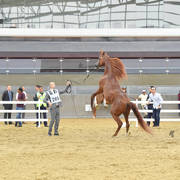 Senior Stallion Gold Champion: Abha Qatar (Marwan Al Shaqab X ZT Ludjkalba)