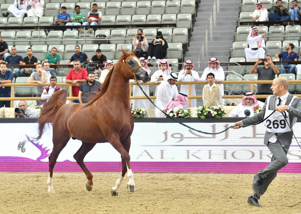 Senior Stallion Gold Champion: Abha Qatar (Marwan Al Shaqab X ZT Ludjkalba)