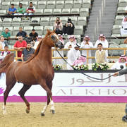 Senior Stallion Gold Champion: Abha Qatar (Marwan Al Shaqab X ZT Ludjkalba)