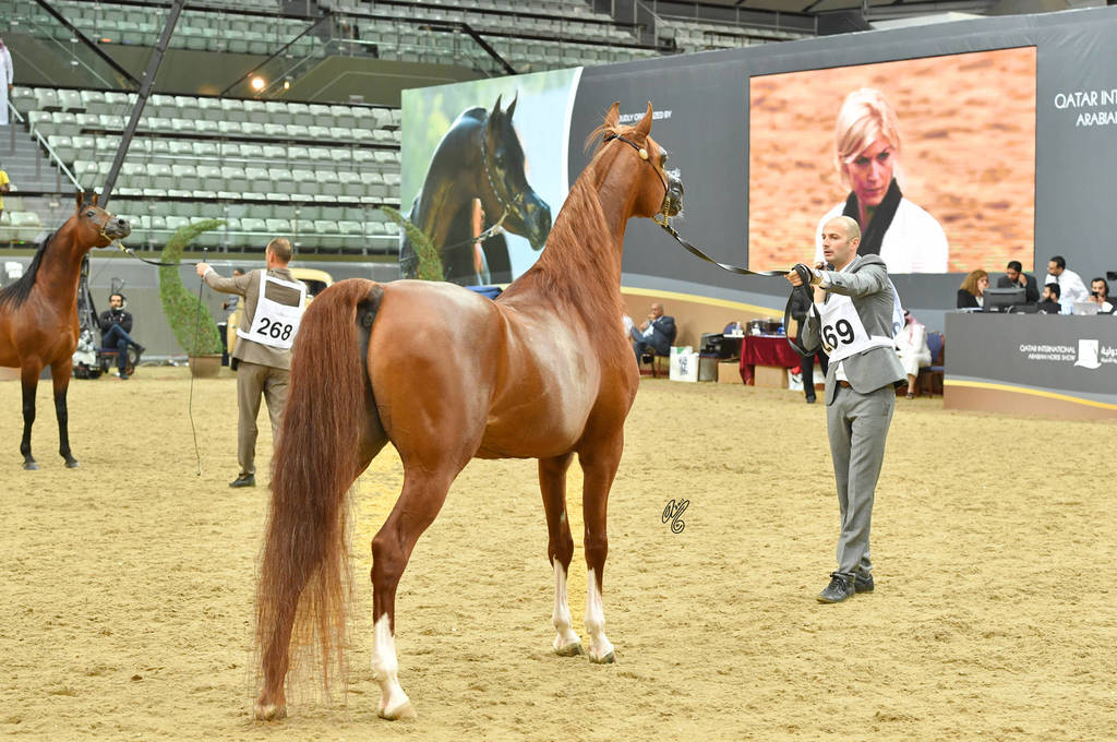 Senior Stallion Gold Champion: Abha Qatar (Marwan Al Shaqab X ZT Ludjkalba)