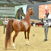 Senior Stallion Gold Champion: Abha Qatar (Marwan Al Shaqab X ZT Ludjkalba)