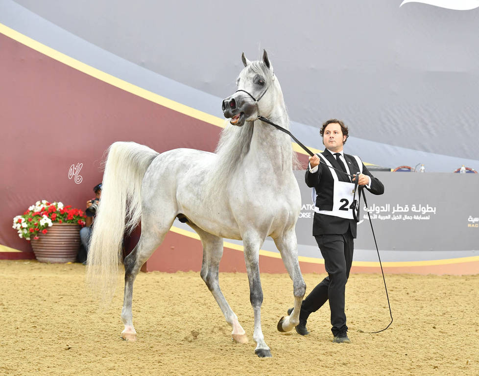 Senior Stallion Silver Champion: EKS Mansour (EKS Alihandro X EKS Phateena)
