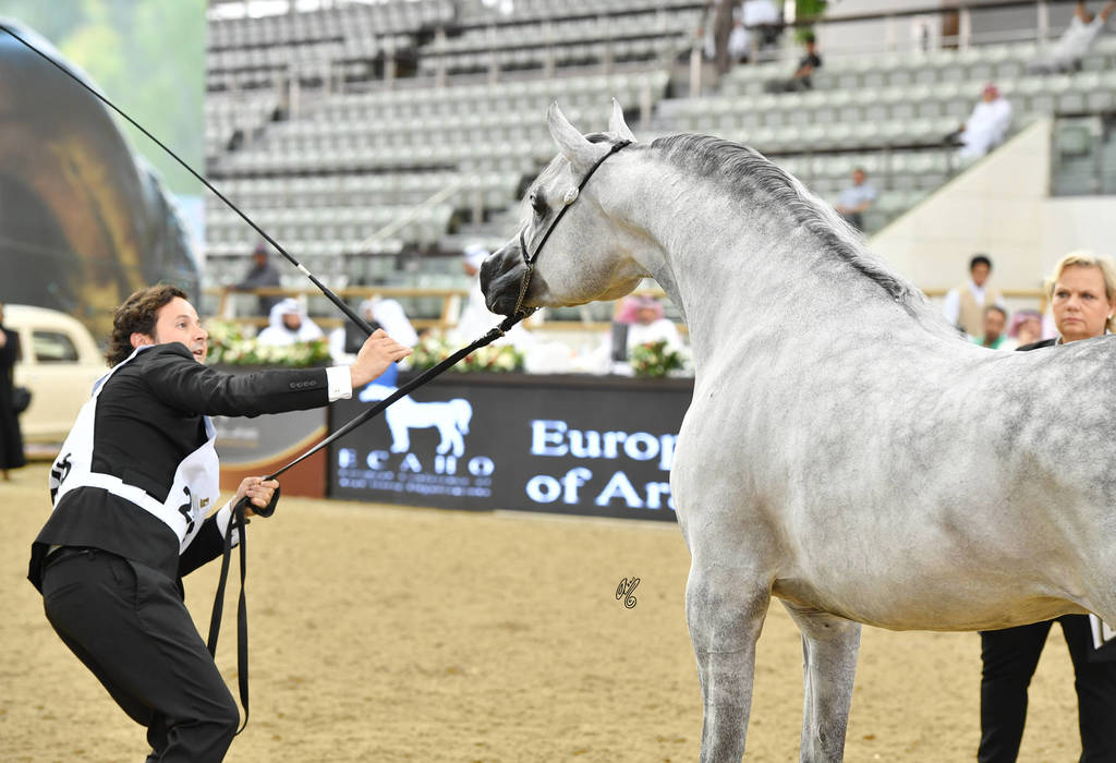 Senior Stallion Silver Champion: EKS Mansour (EKS Alihandro X EKS Phateena)