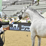 Senior Stallion Silver Champion: EKS Mansour (EKS Alihandro X EKS Phateena)