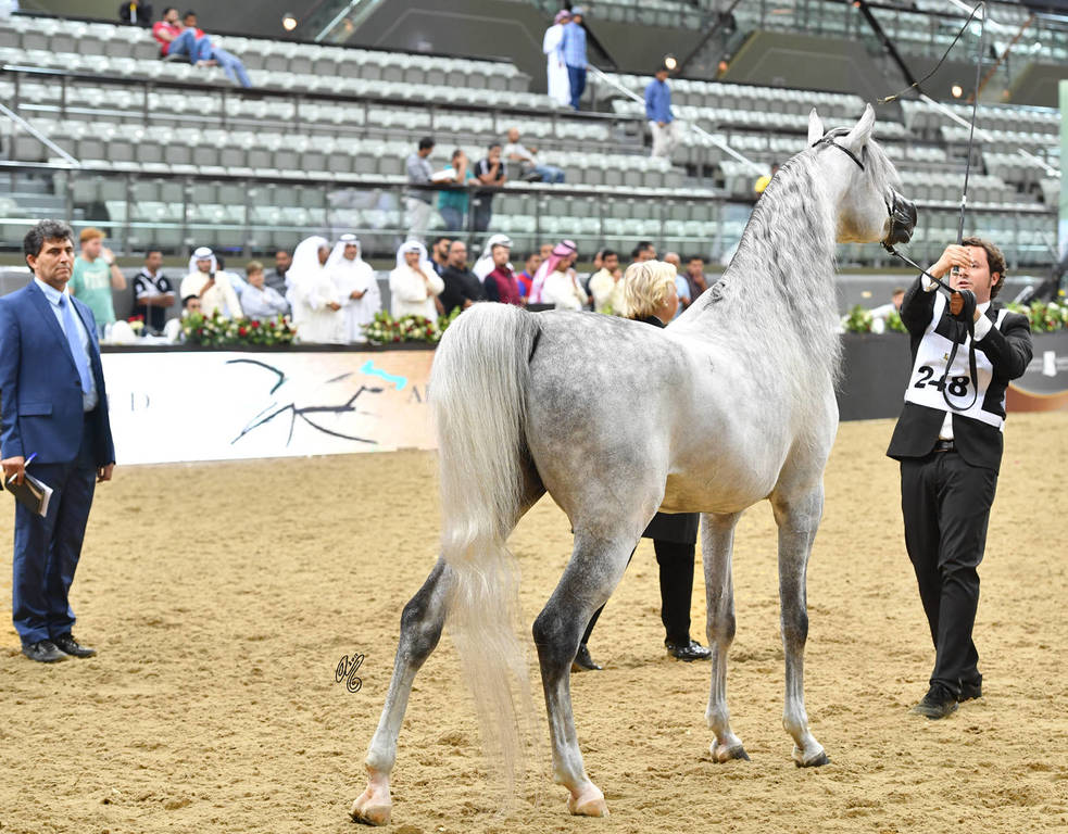 Senior Stallion Silver Champion: EKS Mansour (EKS Alihandro X EKS Phateena)