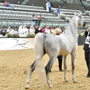 Senior Stallion Silver Champion: EKS Mansour (EKS Alihandro X EKS Phateena)