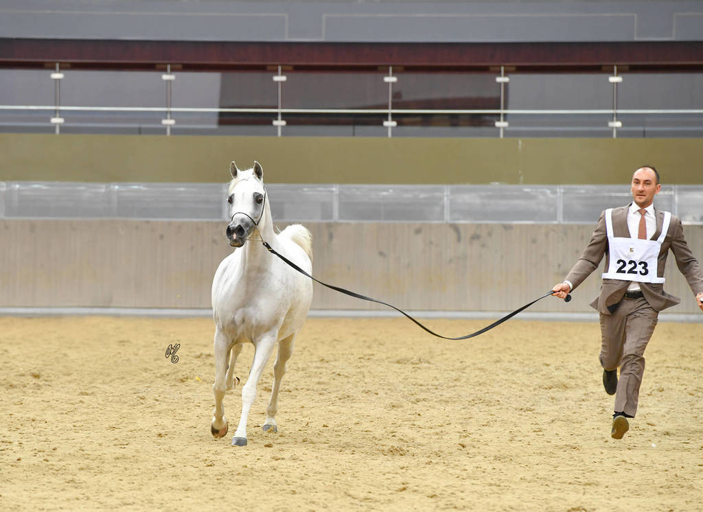 Senior Mare Silver Champion: Farida Al Nasser (Shagran Al Nasser X Marha Al Rayyan) 