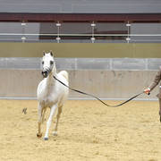Senior Mare Silver Champion: Farida Al Nasser (Shagran Al Nasser X Marha Al Rayyan) 