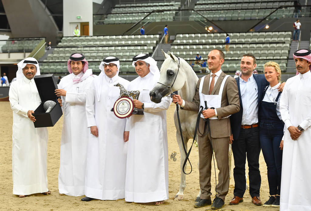 Senior Mare Silver Champion: Farida Al Nasser (Shagran Al Nasser X Marha Al Rayyan) 