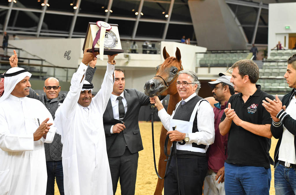 Senior Mare Bronze Champion: Farah Al Shaqab (Al Adeed Al Shaqab X SWF Valencia)