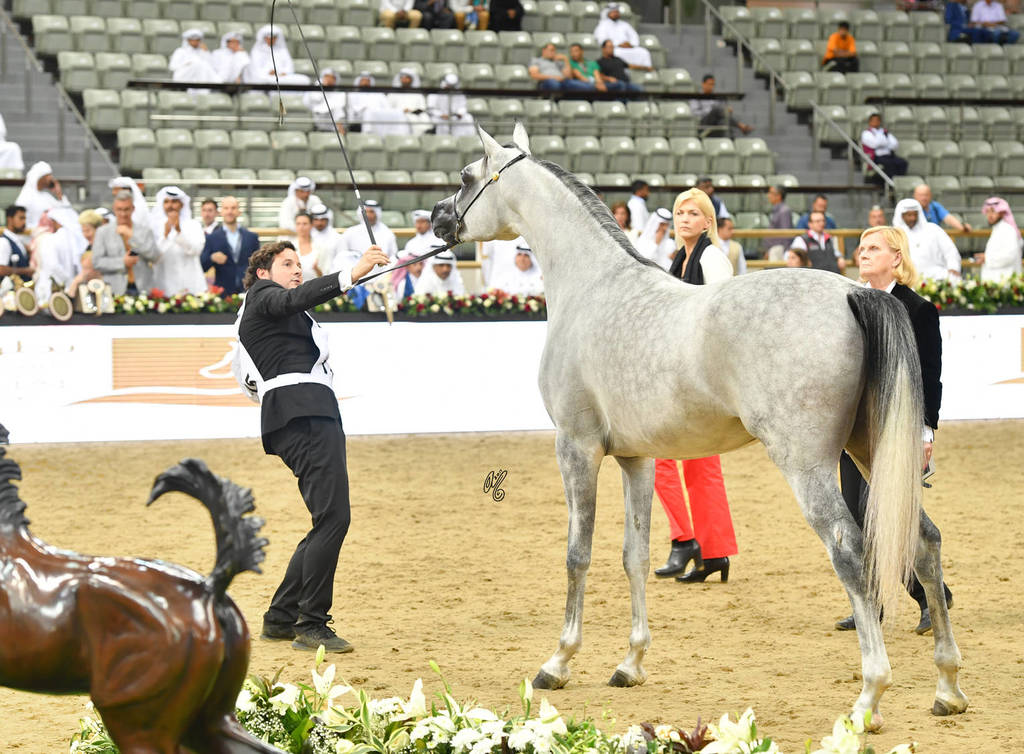 Colt Gold Champion: Medan Al Shaqab (Farhoud Al Shaqab X Abha Myra)