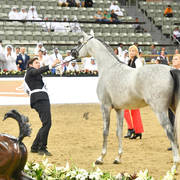 Colt Gold Champion: Medan Al Shaqab (Farhoud Al Shaqab X Abha Myra)