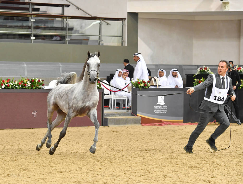 Colt Silver Champion: Moaid Al Shaqab (Fadi Al Shaqab X Hadeel Al Shaqab)