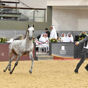 Colt Silver Champion: Moaid Al Shaqab (Fadi Al Shaqab X Hadeel Al Shaqab)