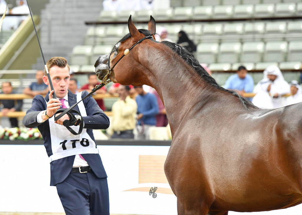 Colt Bronze Champion: Sharaf Al Shahania (FA El Rasheem X Marwan Cristal RCA)