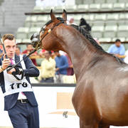 Colt Bronze Champion: Sharaf Al Shahania (FA El Rasheem X Marwan Cristal RCA)