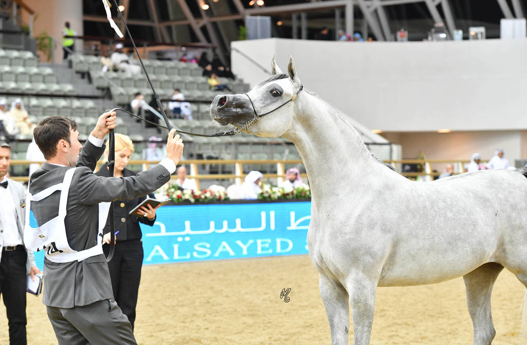 Filly Gold Champion: Malikat Al Moluk (Mameluck X Asalat Al Hala)