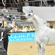Filly Gold Champion: Malikat Al Moluk (Mameluck X Asalat Al Hala)