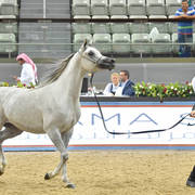 Filly Gold Champion: Malikat Al Moluk (Mameluck X Asalat Al Hala)