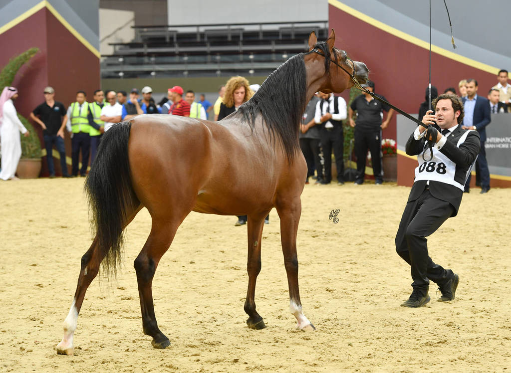 Filly Silver Champion: Madeeha Al Shaqab (Kahil Al Shaqab X QR Annah Ferrari)