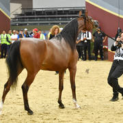 Filly Silver Champion: Madeeha Al Shaqab (Kahil Al Shaqab X QR Annah Ferrari)