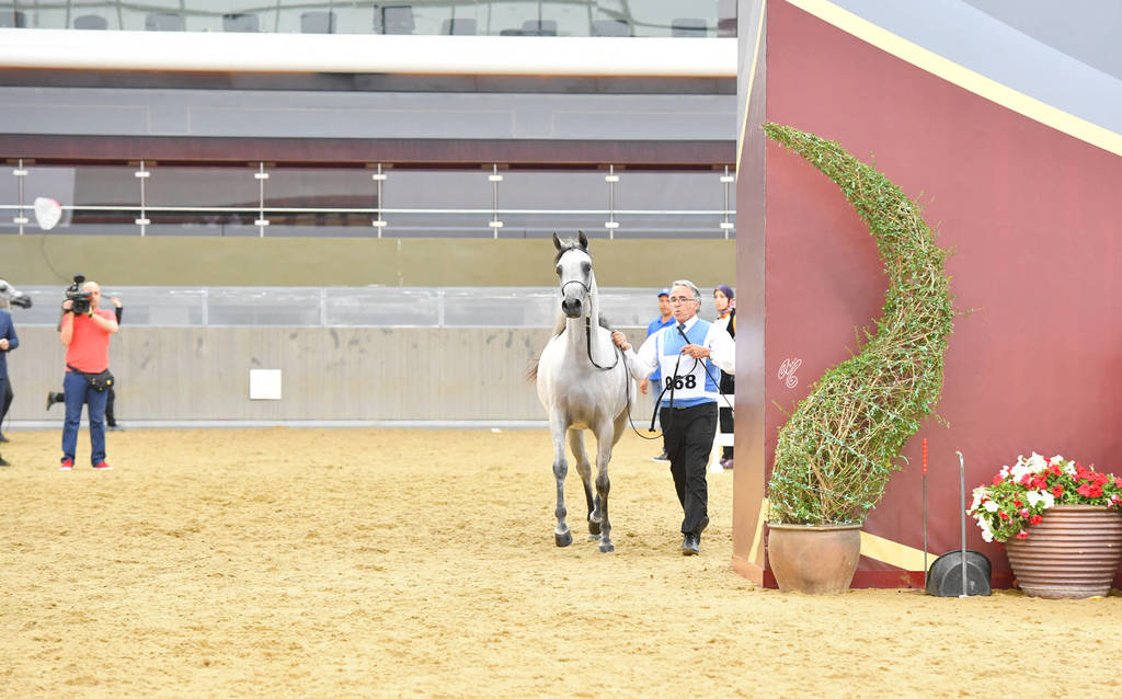 Filly Bronze Champion: Safiat Al Shaqab (Kahil Al Shaqab X Shalimar Prestige)