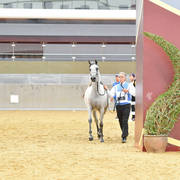 Filly Bronze Champion: Safiat Al Shaqab (Kahil Al Shaqab X Shalimar Prestige)