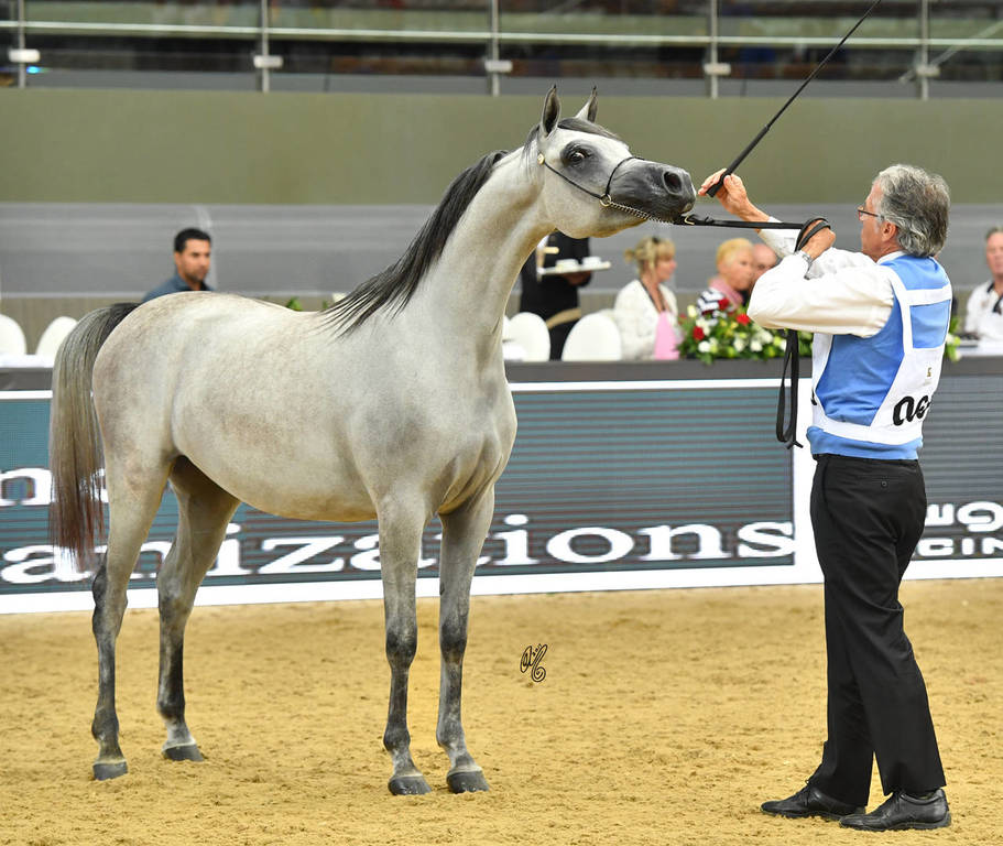 Filly Bronze Champion: Safiat Al Shaqab (Kahil Al Shaqab X Shalimar Prestige)