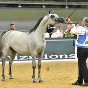 Filly Bronze Champion: Safiat Al Shaqab (Kahil Al Shaqab X Shalimar Prestige)