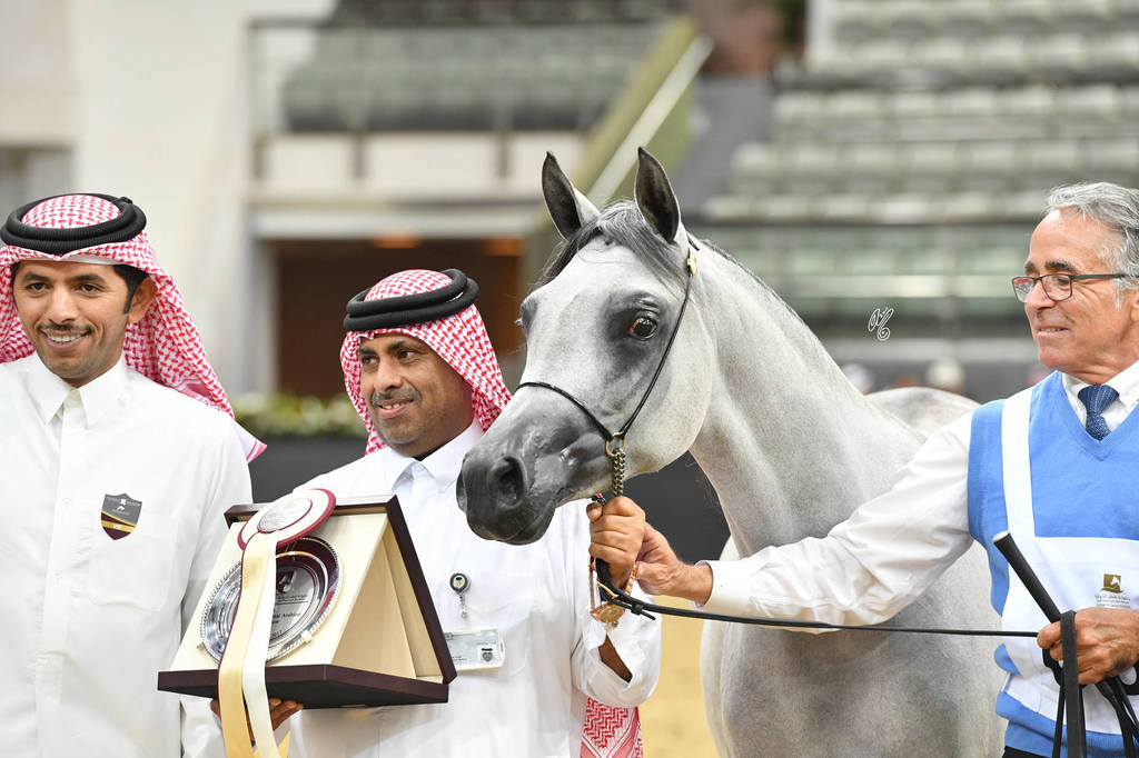 Filly Bronze Champion: Safiat Al Shaqab (Kahil Al Shaqab X Shalimar Prestige)