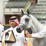 Filly Bronze Champion: Safiat Al Shaqab (Kahil Al Shaqab X Shalimar Prestige)