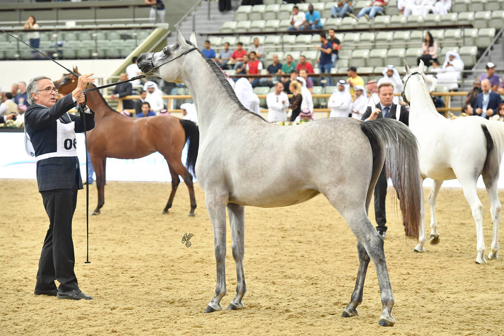 Filly Bronze Champion: Safiat Al Shaqab (Kahil Al Shaqab X Shalimar Prestige)