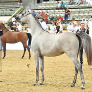Filly Bronze Champion: Safiat Al Shaqab (Kahil Al Shaqab X Shalimar Prestige)