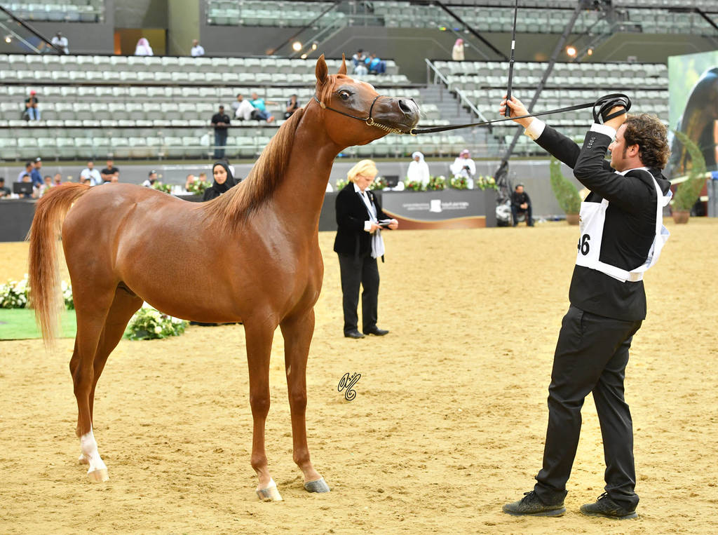 Yearling Colt Gold Champion: Hagras Al Shaqab (Fadi Al Shaqab X Wind Kamelia)