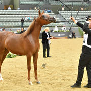 Yearling Colt Gold Champion: Hagras Al Shaqab (Fadi Al Shaqab X Wind Kamelia)