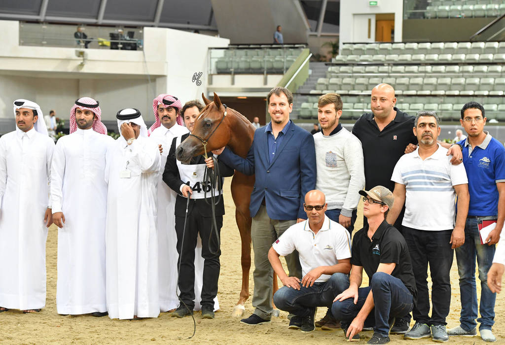 Yearling Colt Gold Champion: Hagras Al Shaqab (Fadi Al Shaqab X Wind Kamelia)