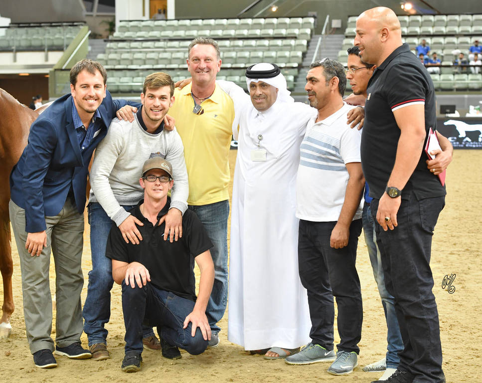 Yearling Colt Gold Champion: Hagras Al Shaqab (Fadi Al Shaqab X Wind Kamelia)