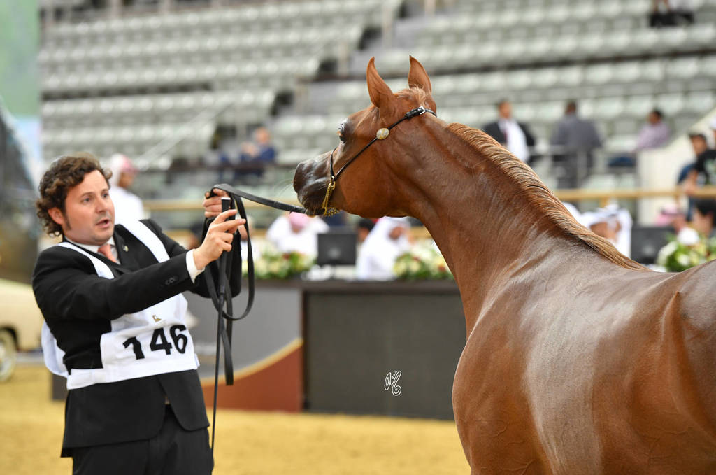 Yearling Colt Gold Champion: Hagras Al Shaqab (Fadi Al Shaqab X Wind Kamelia)