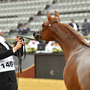 Yearling Colt Gold Champion: Hagras Al Shaqab (Fadi Al Shaqab X Wind Kamelia)